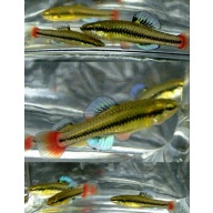 3 pair Lucania goodei
