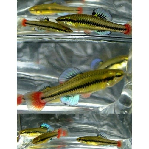 3 pair Lucania goodei