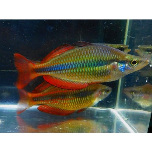 4 goyder river rainbows
