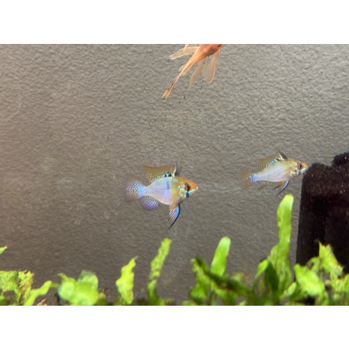 WYSIWYG 6 Blue ram young breeders