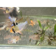 WYSIWYG 6 Blue Ram breeders, males and females, FREE SHIPPING