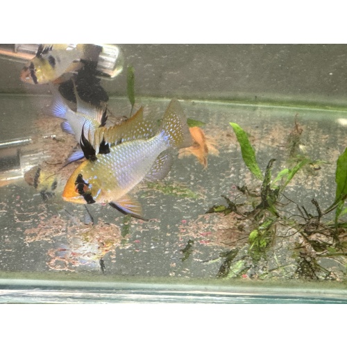 WYSIWYG 6 Blue Ram breeders, males and females, FREE SHIPPING