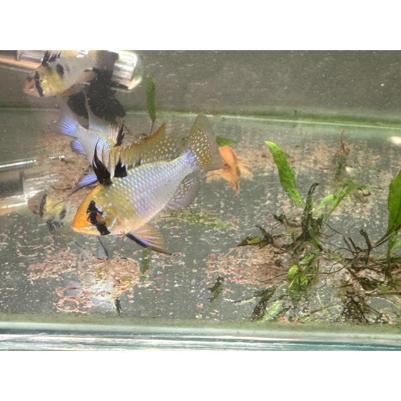 WYSIWYG 6 Blue Ram breeders, males and females, FREE SHIPPING