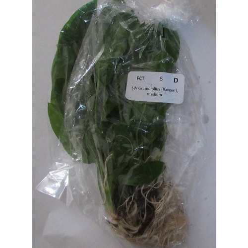 6 medium Grandifolius (Rangeri)  swords