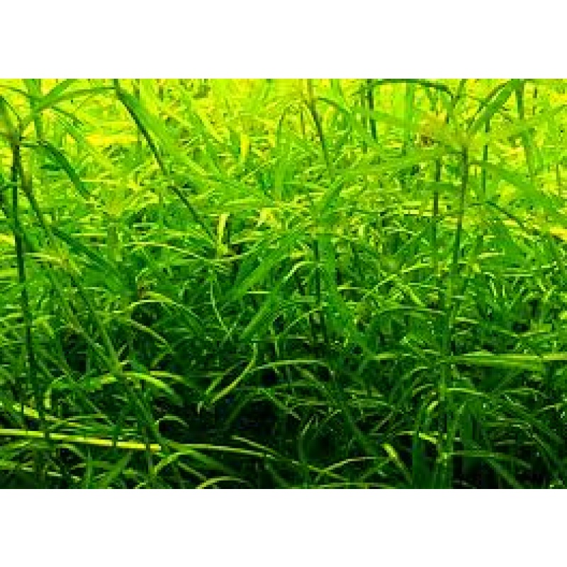 GUPPY GRASS