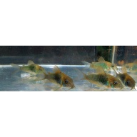 6 green corys