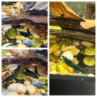 10 Green Emerald Neocaridina