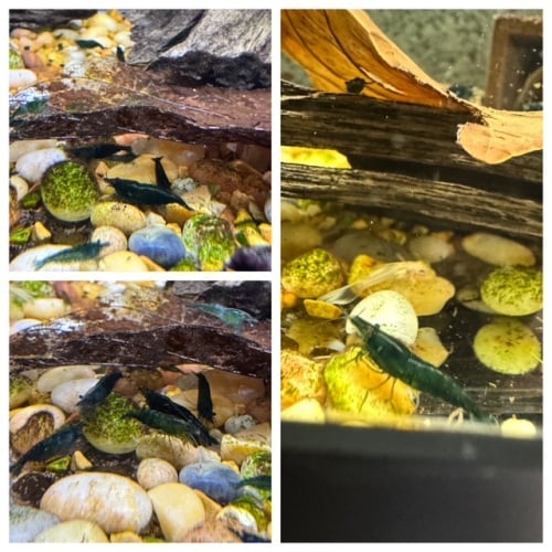 10 Green Emerald Neocaridina