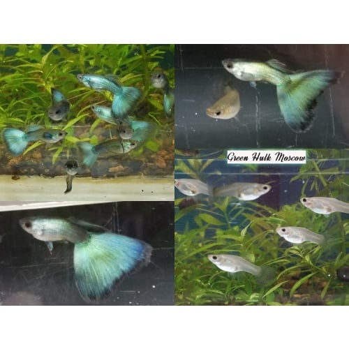 Trio Green Moscow guppies - USA stock