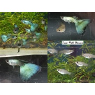 Trio Green Moscow guppies - USA stock