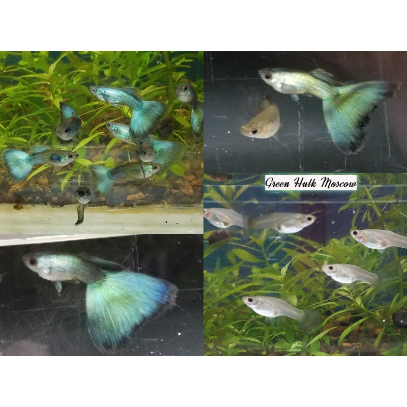 Trio Green Moscow guppies - USA stock