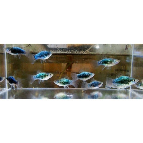 6 green lantern platys