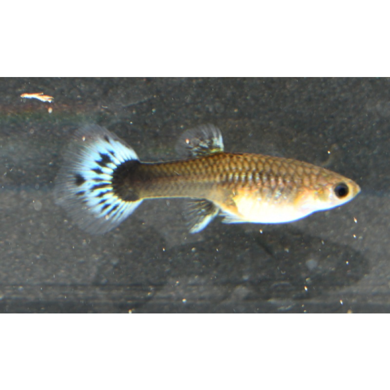 Greenradial selected breeding trio