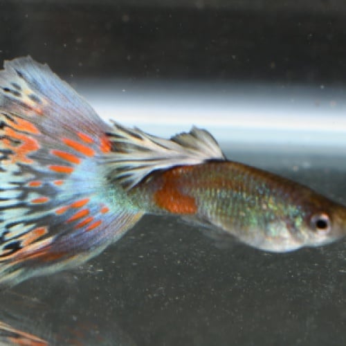 Greenradial selected breeding trio