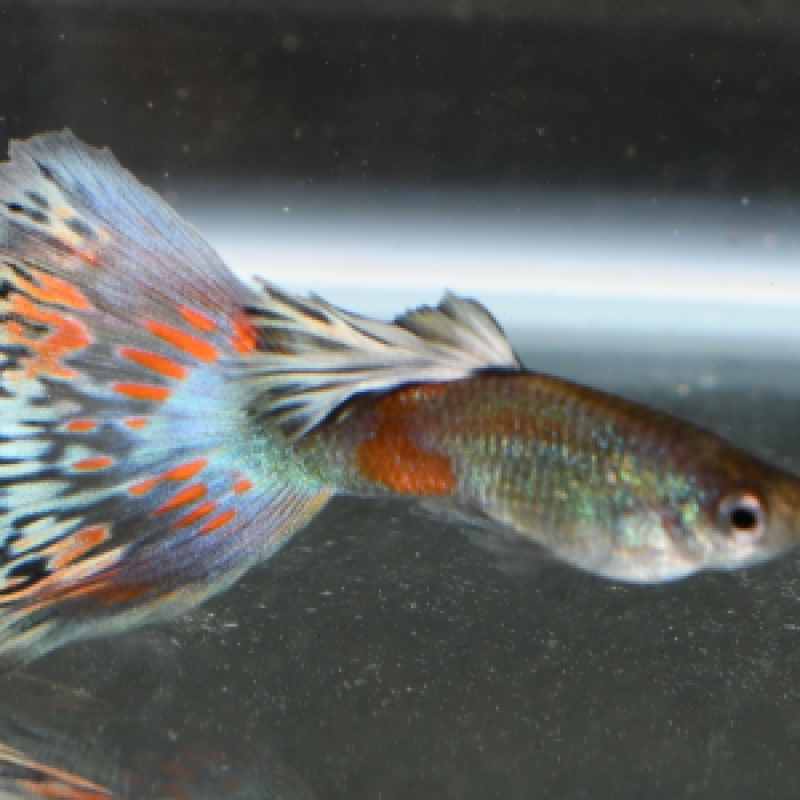 Greenradial selected breeding trio