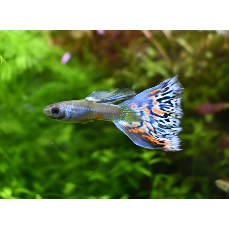 Greenradial selected breeding trio
