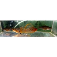 Wild pair Green Sailfin Molly