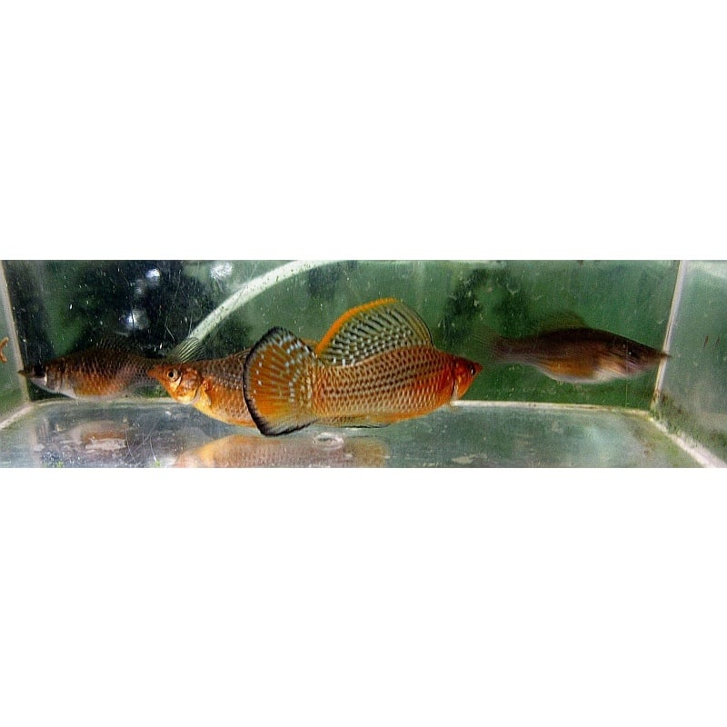 Wild pair Green Sailfin Molly