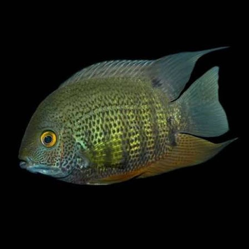 4 green severums