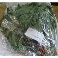 12 bunches, 36 plus stems of green temple