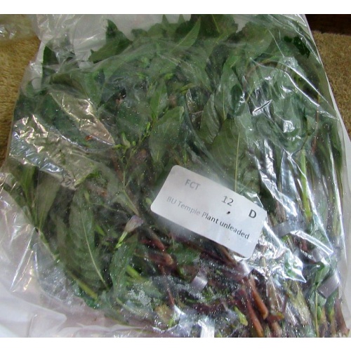 12 bunches, 36 plus stems of green temple