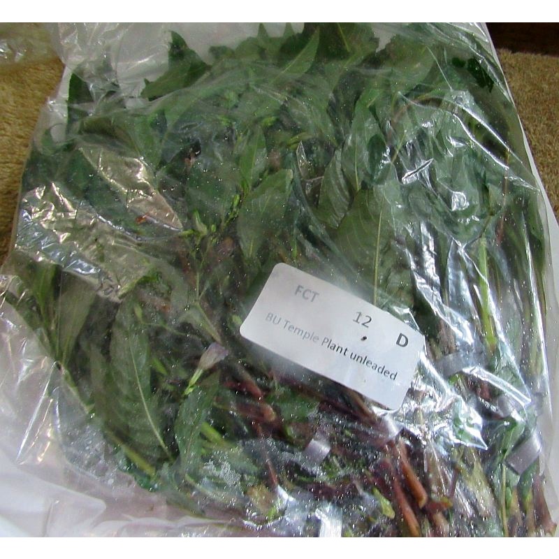 12 bunches, 36 plus stems of green temple
