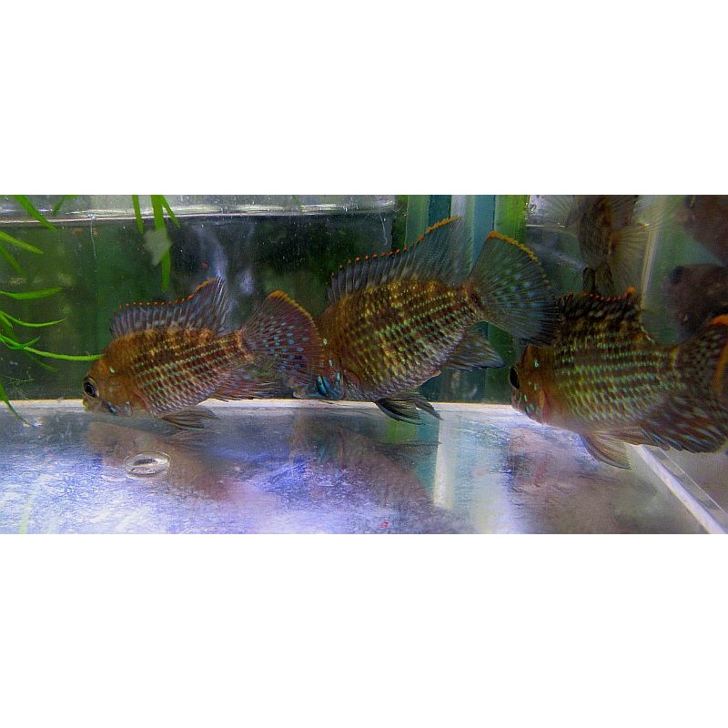 4 green terrors
