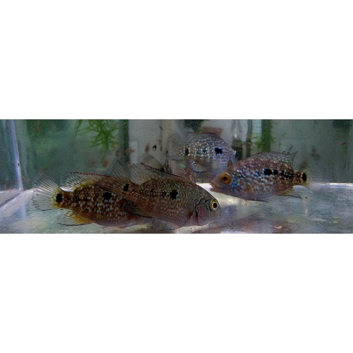 4 green texas cichlids