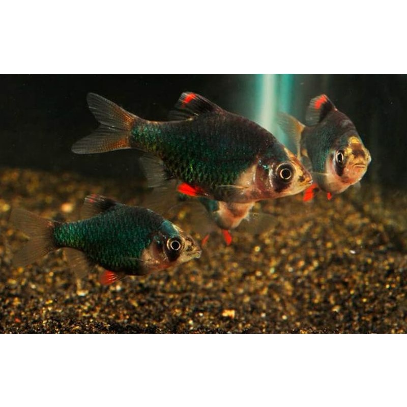 8 green tiger barbs