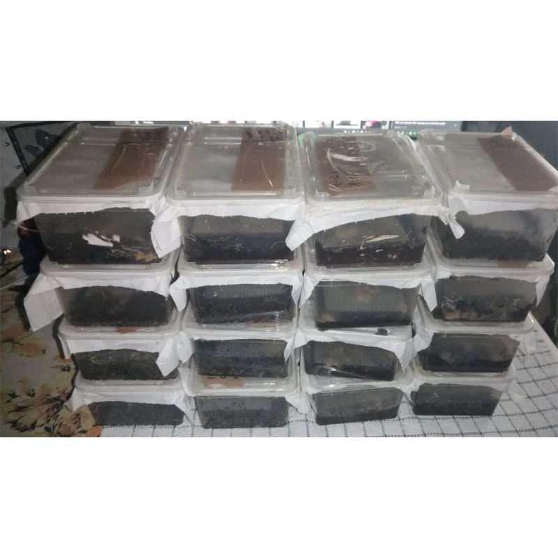 Grindal worm cultures, UK Only - Enchytraeus buchholzi