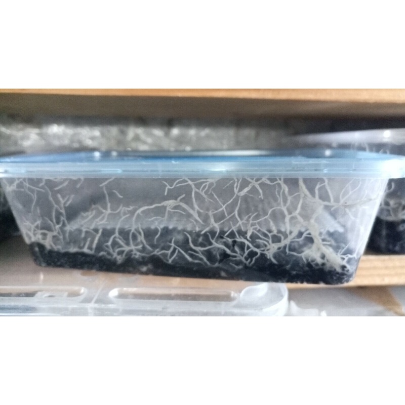 Grindal worm cultures, UK Only - Enchytraeus buchholzi