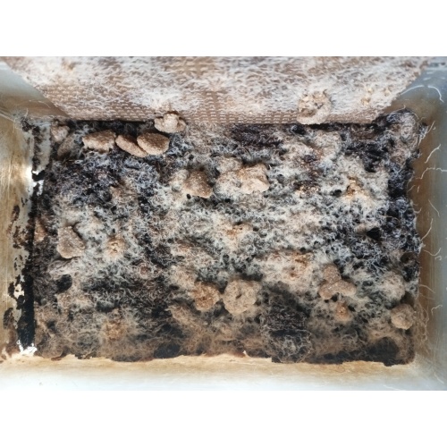 Grindal worm cultures, UK Only - Enchytraeus buchholzi
