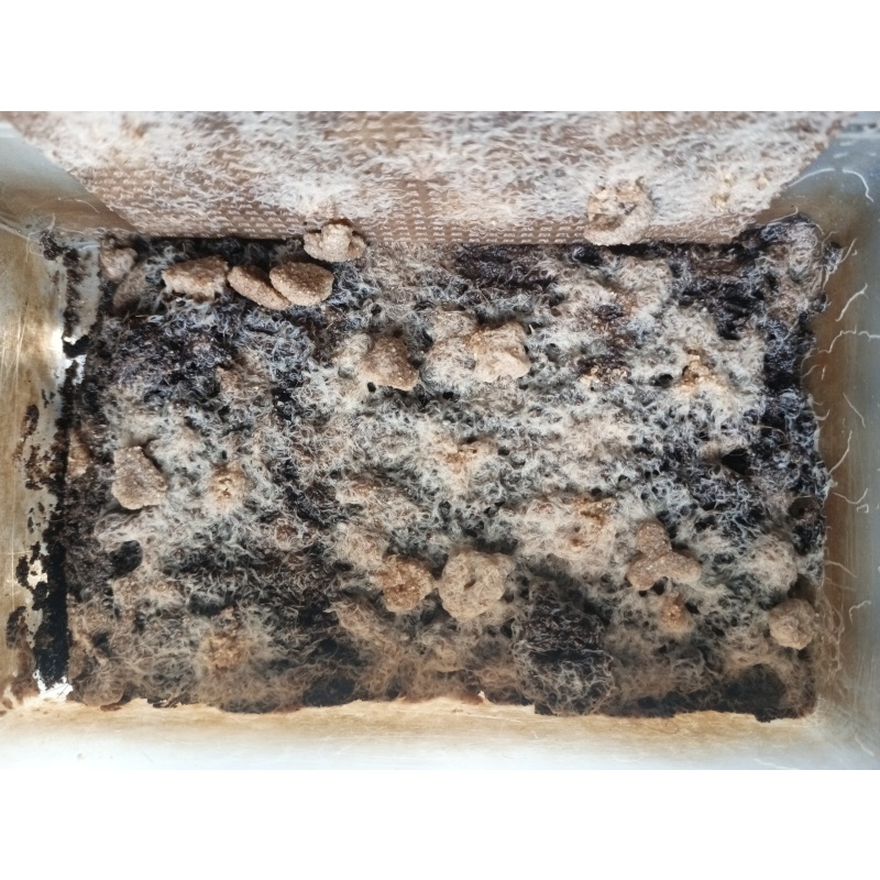 Grindal worm cultures, UK Only - Enchytraeus buchholzi