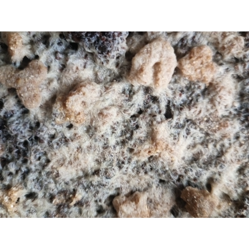 Grindal worm cultures, UK Only - Enchytraeus buchholzi