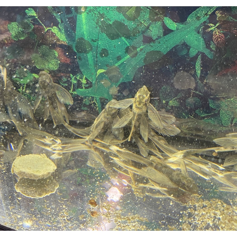 Longfin Green Dragon Bristlenose plecos  5 + 1