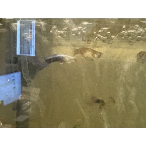 Guppy fish