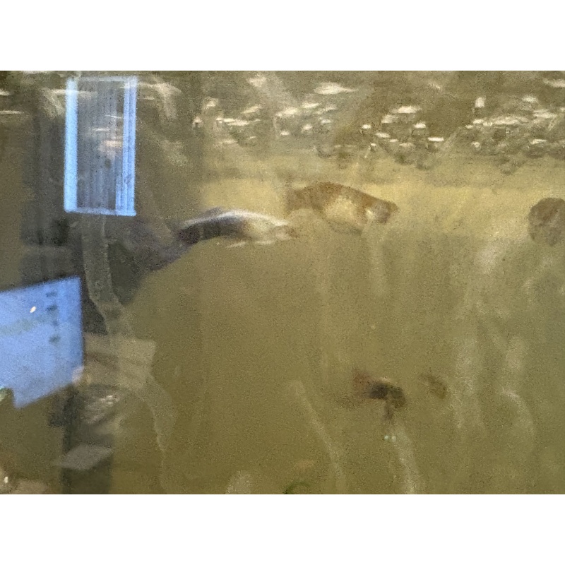 Guppy fish
