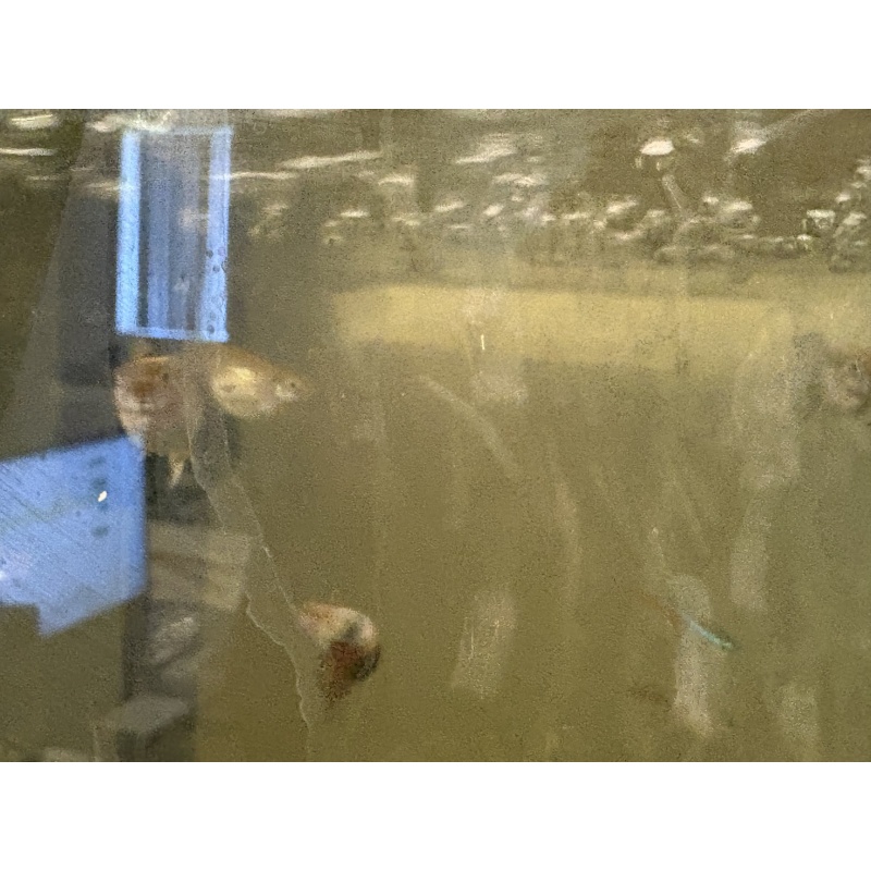 Guppy fish