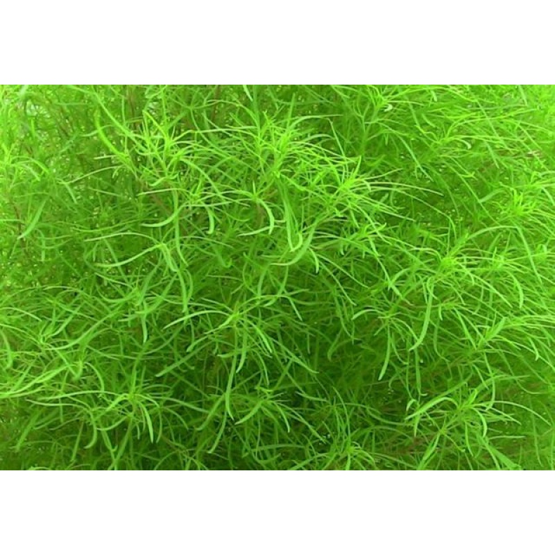 GUPPY GRASS