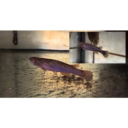 Cynodonichthys xi "Hacienda-Nápoles COLMR 2015-04" +20 eggs