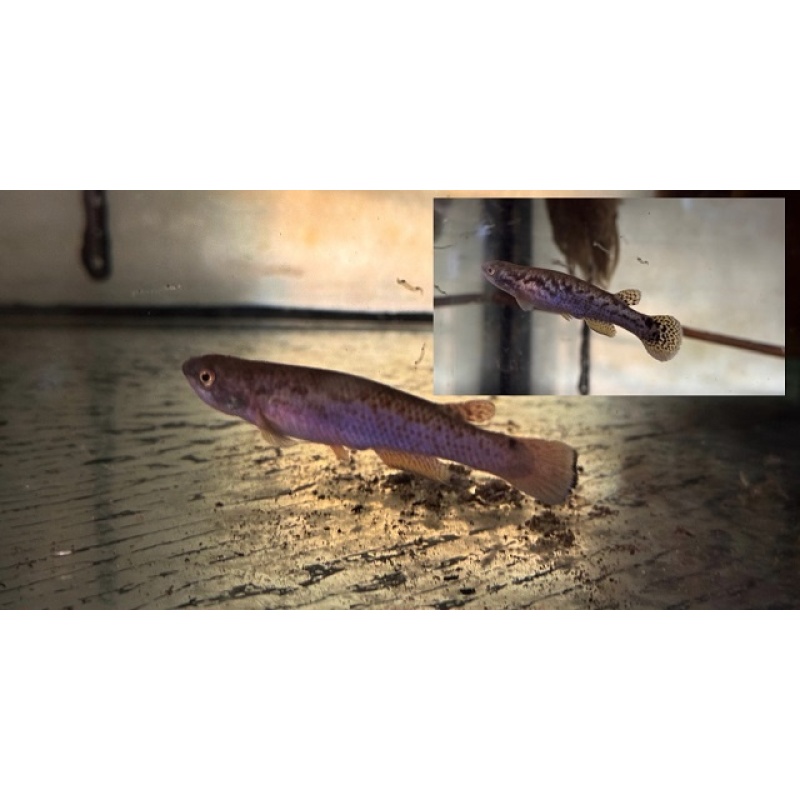 Cynodonichthys xi "Hacienda-Nápoles COLMR 2015-04" +20 eggs
