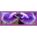 HALFMOON PURPLE VIOLET!! #1 (Shipping Cost Included in Price)