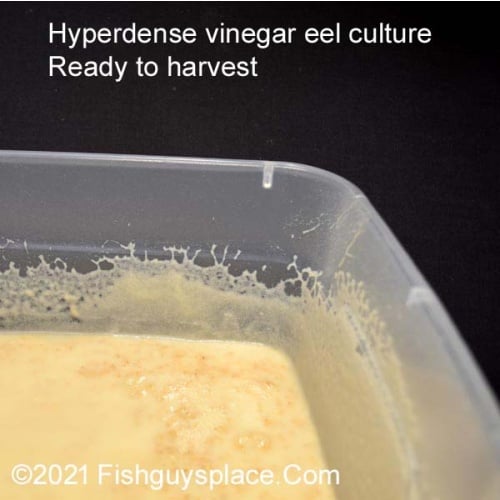 Hyperdense Solid Media Vinegar Eel Culture - Culture Vinegar Eels Like Micro Worms - Thorough Instructions Provided With Culture