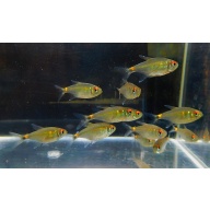 12 head and tail light tetras