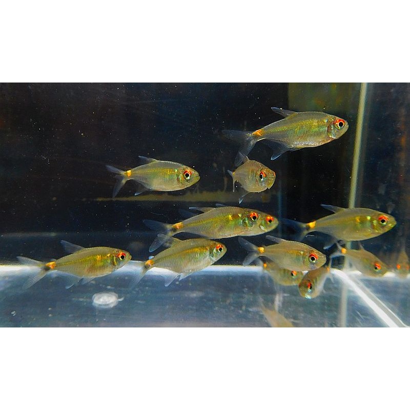 12 head and tail light tetras