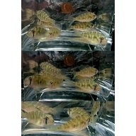 4 heckelii cichlids