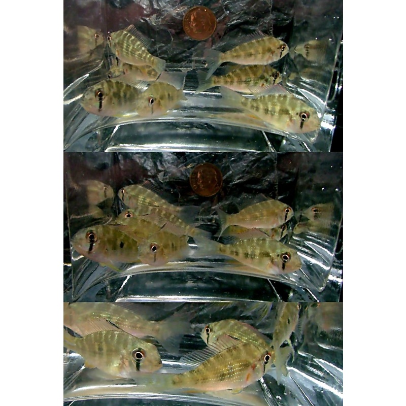 4 heckelii cichlids
