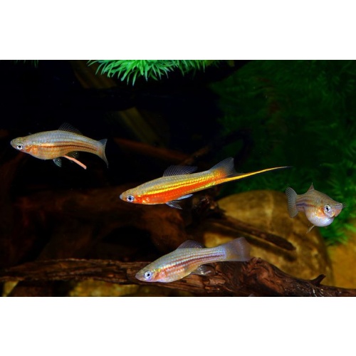 Xiphophorus helleri Yucatan Peninsula
