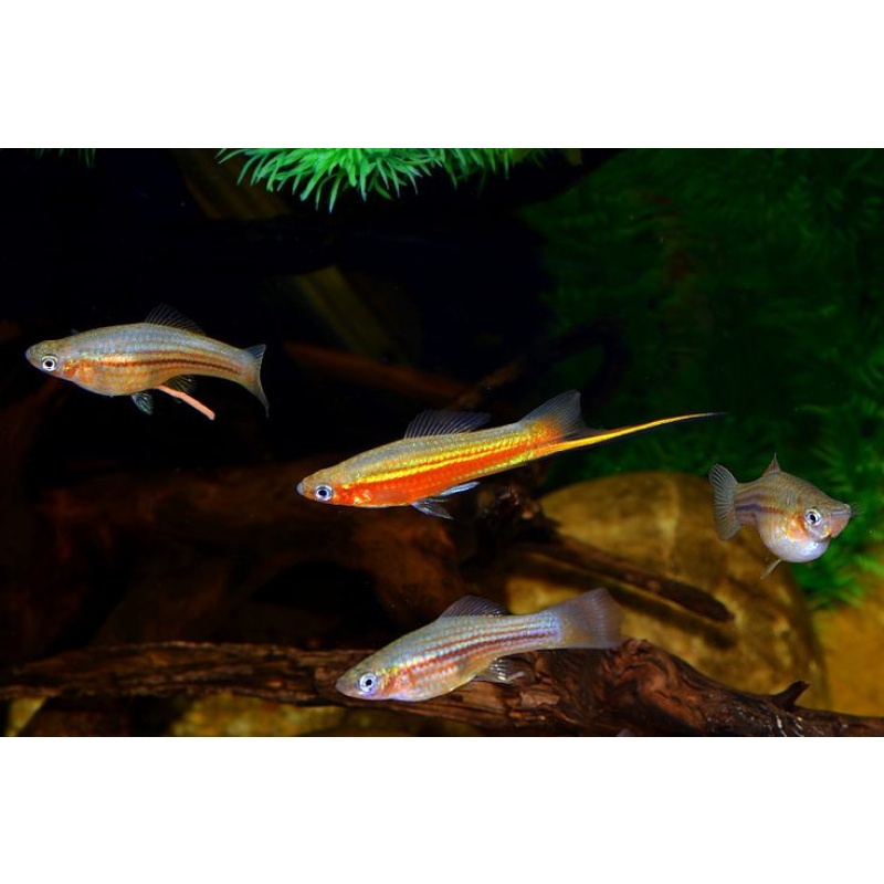 Xiphophorus helleri Yucatan Peninsula