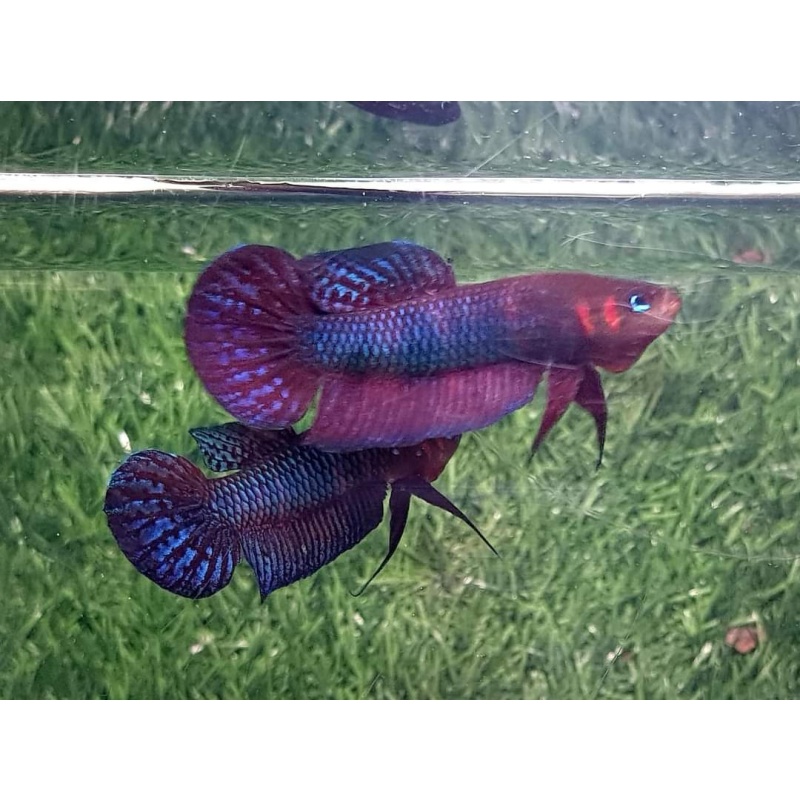 protect from extinction wild betta hendra pair